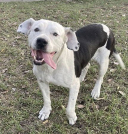TATTI - Pit Bull Terrier available for adoption