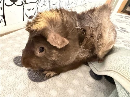 COFFY - Guinea Pig available for adoption