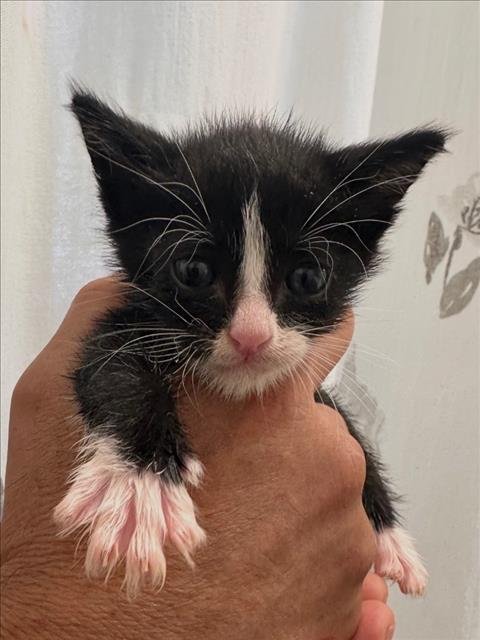 LEJUNIOR - Domestic Short Hair available for adoption