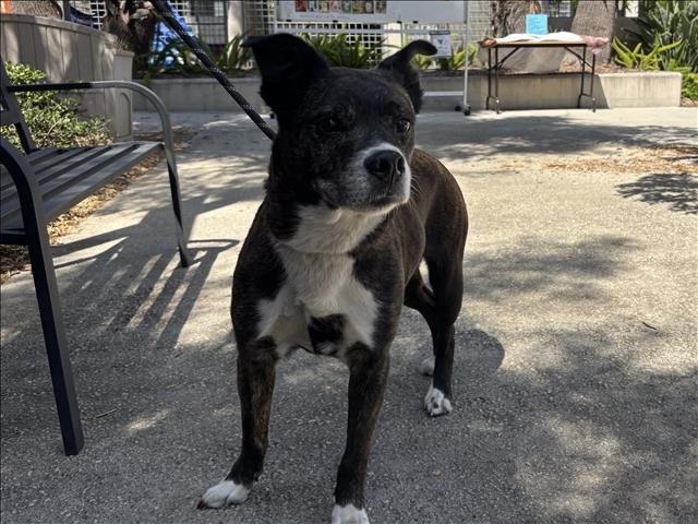 LUCY Image