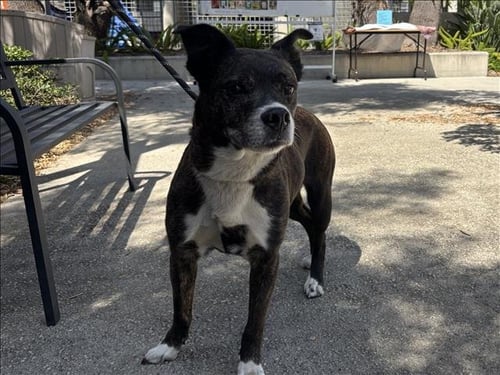 LUCY - Boxer / Siberian Husky available for adoption
