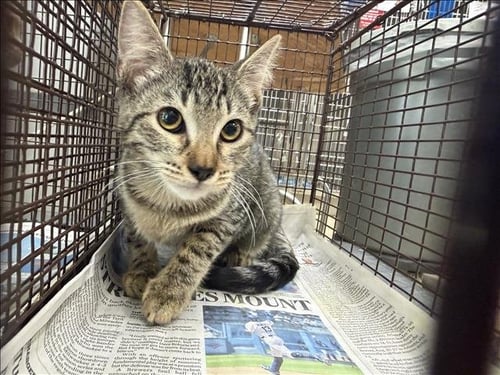 PATTY - Domestic Short Hair available for adoption