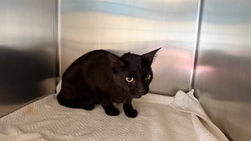 RUNNER - Domestic Short Hair available for adoption