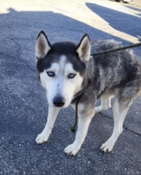 JACKSON - Siberian Husky available for adoption