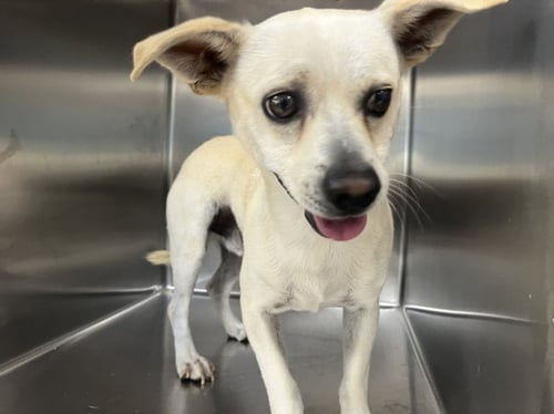 ZIGGY - Chihuahua available for adoption