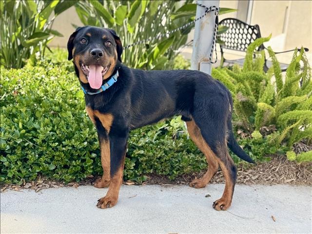 GAGE - Rottweiler available for adoption