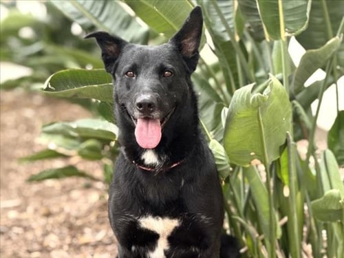 PEPPER - Labrador Retriever available for adoption