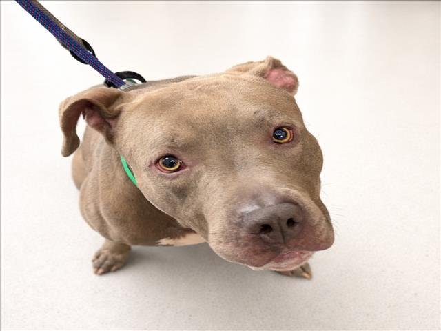 MEGA - Pit Bull Terrier available for adoption