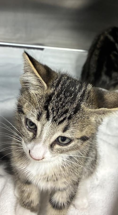 A2296449 - Domestic Short Hair available for adoption