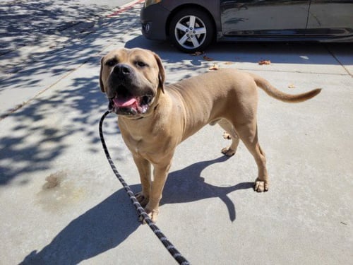 BENTLEY - Mastiff available for adoption