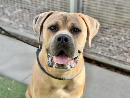 BENTLEY - Cane Corso Mastiff available for adoption