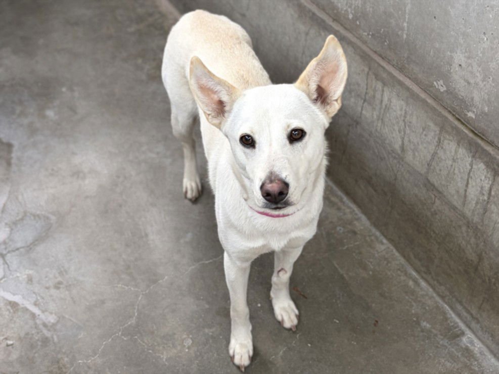 EMMA - German Shepherd Dog / Siberian Husky available for adoption