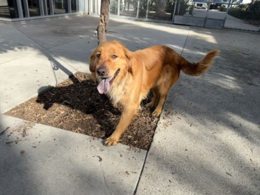 MAGGIE - Golden Retriever available for adoption
