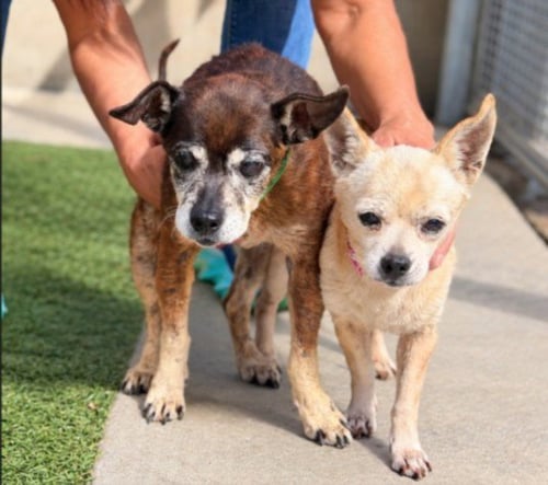 BAILGRIN - Chihuahua available for adoption