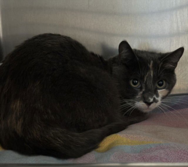 TILLY - Exotic Shorthair available for adoption