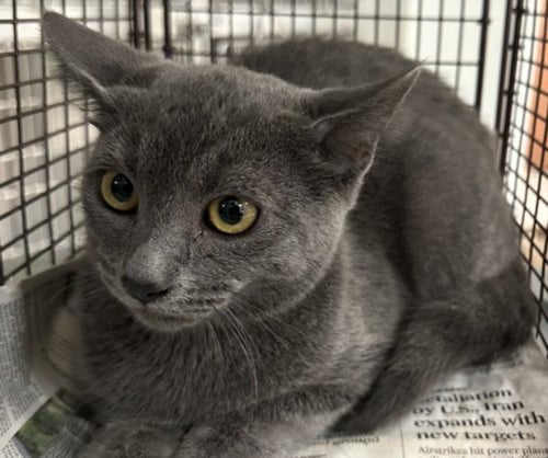 A2291660 - Domestic Short Hair available for adoption