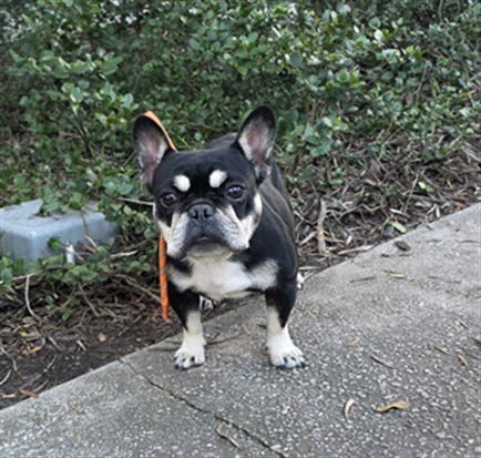 SUGAR PLUM - French Bulldog available for adoption