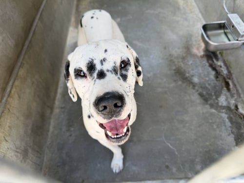 BOB - Dalmatian available for adoption