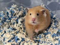 MARSHMELLOW - Photo 1