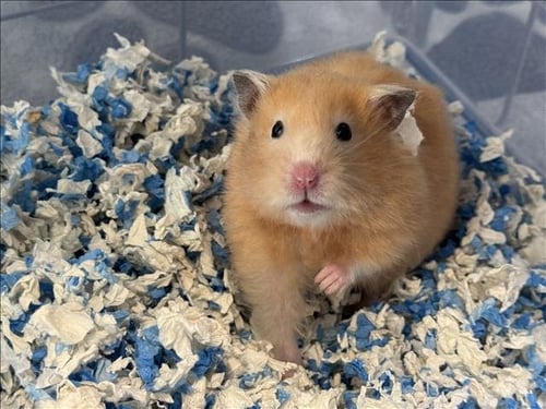 MARSHMELLOW - Hamster available for adoption