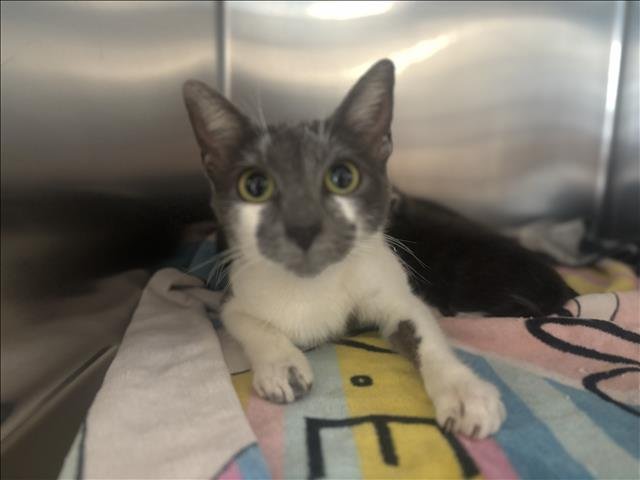 A2256879 - Domestic Short Hair available for adoption