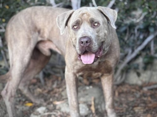 SLATER - Mastiff available for adoption