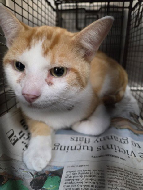 A2292314 - Domestic Short Hair available for adoption