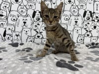 STRIPES - Photo 1