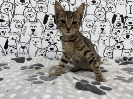 STRIPES - Domestic Short Hair available for adoption
