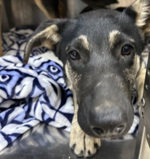 ARLO - German Shepherd Dog available for adoption