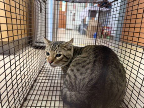 BAXTER - Domestic Short Hair available for adoption