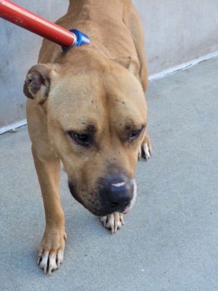 HERCULES - Pit Bull Terrier available for adoption