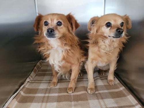 ALMOND - Pomeranian / Chihuahua available for adoption