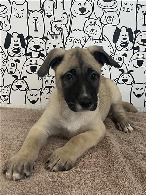 BURRITO - German Shepherd Dog / Akita available for adoption