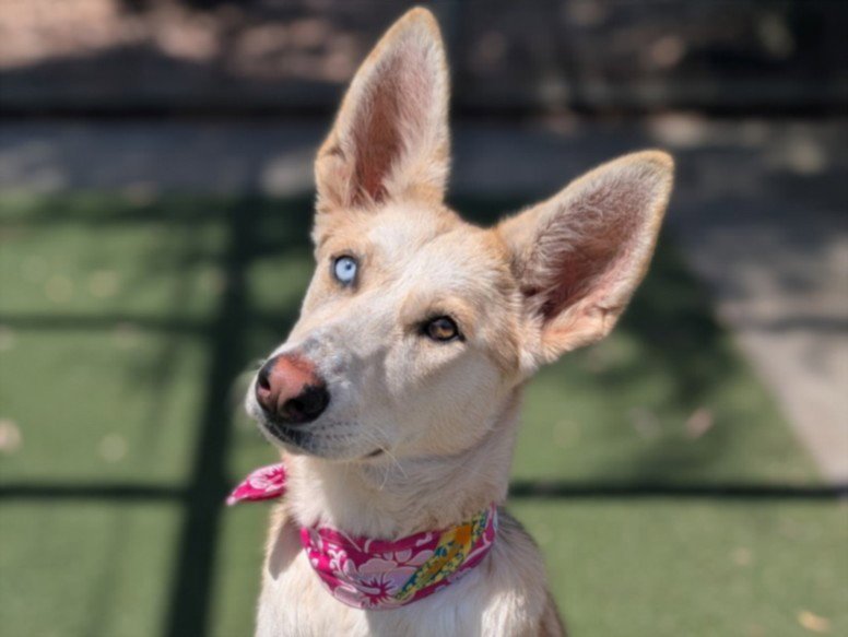 NALA Image