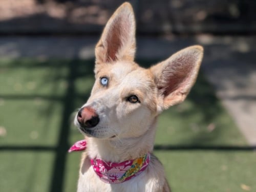 NALA - Siberian Husky / German Shepherd Dog available for adoption