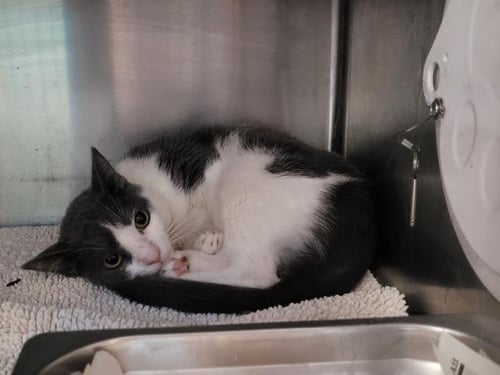 ASH - Domestic Short Hair available for adoption