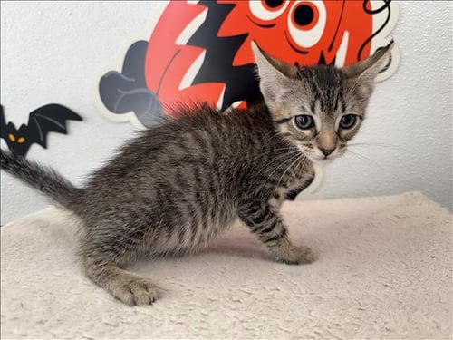 OZZIE - Domestic Short Hair available for adoption