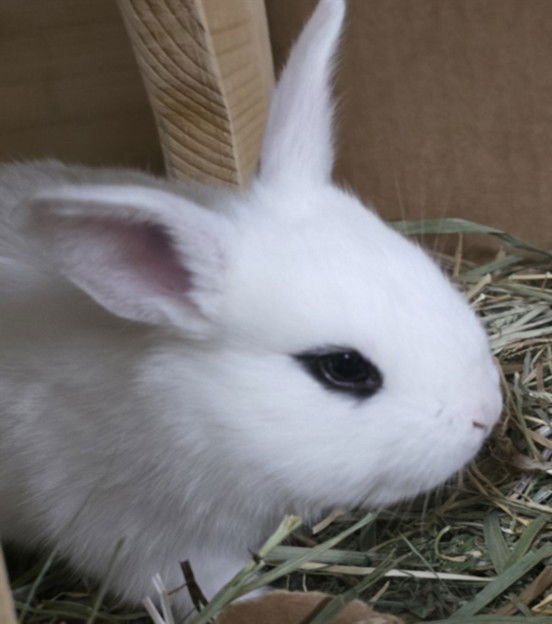 YOUNGBLUD - Shorthaired Rabbit available for adoption