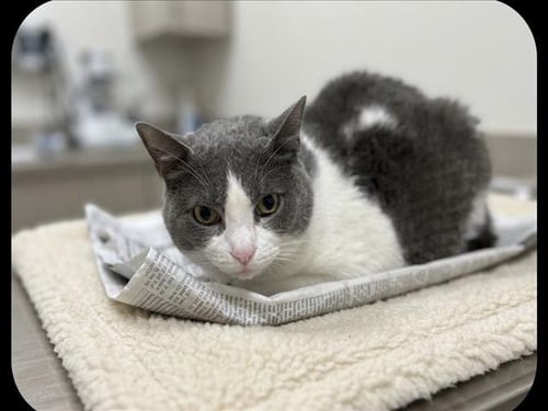 BRANDY - Domestic Short Hair available for adoption