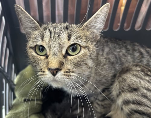 CHIQUI - Domestic Short Hair available for adoption