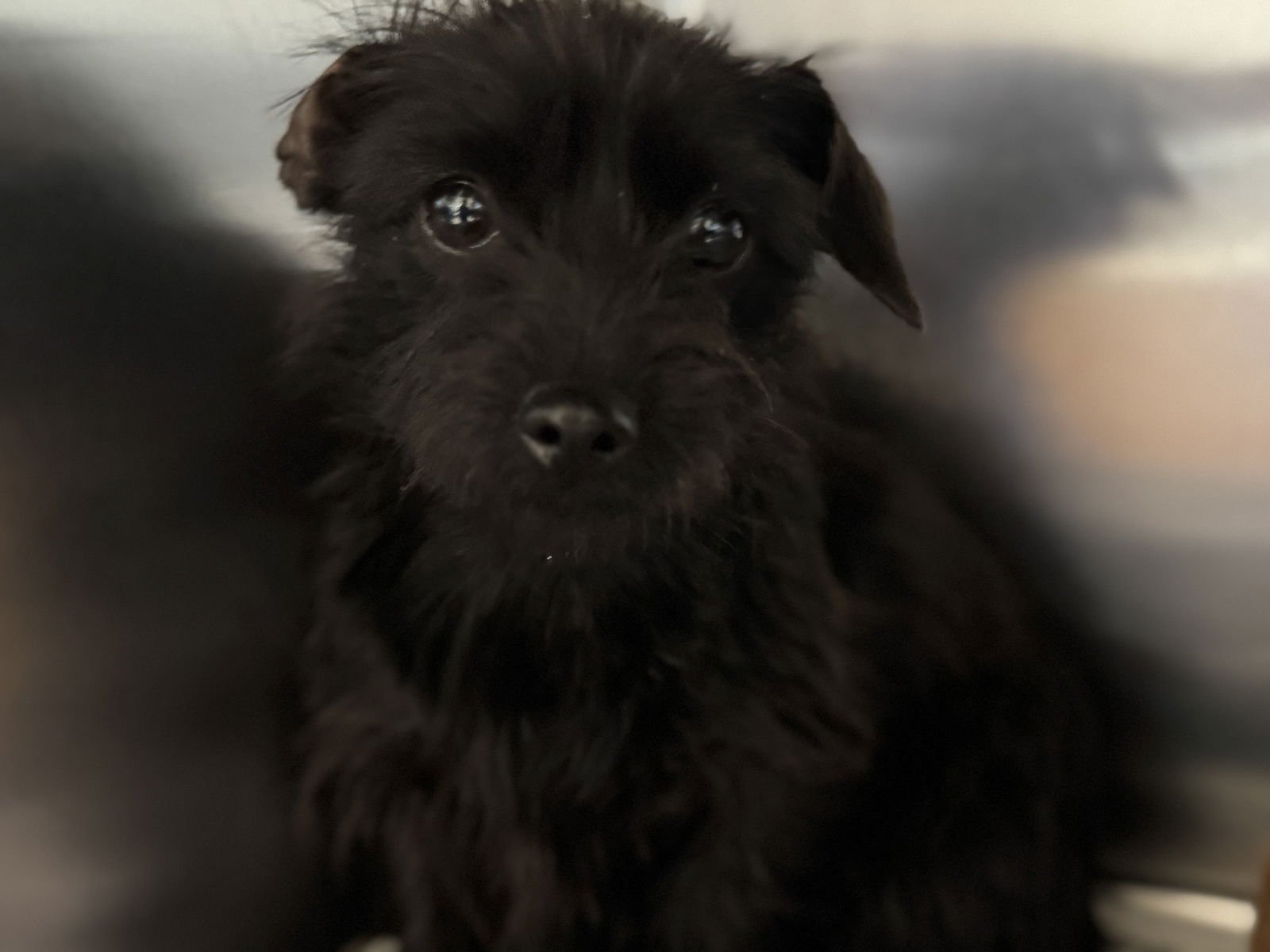 LULU - Chihuahua / Tibetan Terrier available for adoption