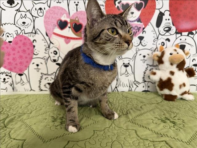 LIBERTY BELLE - Domestic Short Hair available for adoption