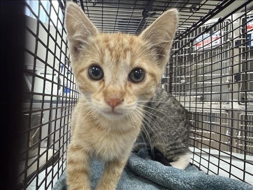 A2301235 - Domestic Short Hair available for adoption