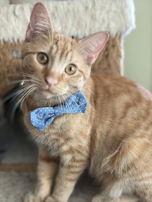 CHARLIE BROWN - Domestic Short Hair available for adoption