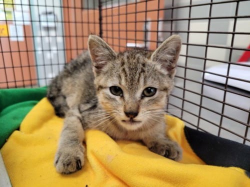 CREAM PUFF - Domestic Short Hair available for adoption