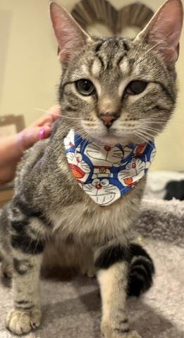 WHISKEY - Domestic Short Hair available for adoption