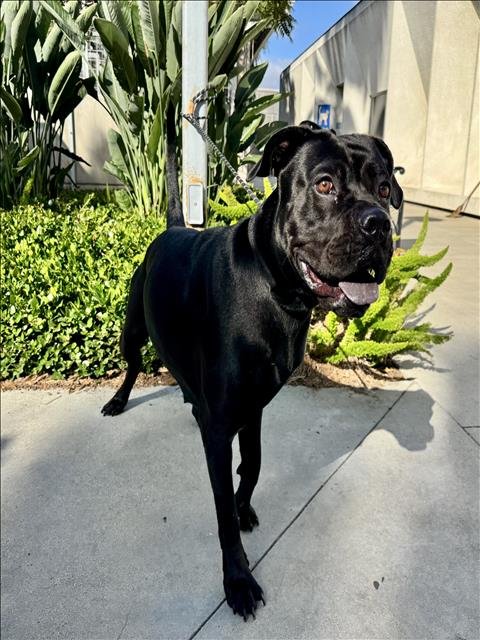 WEDNESDAY - Pit Bull Terrier available for adoption