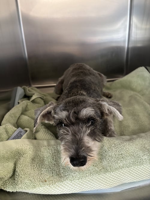VENUS - Schnauzer available for adoption