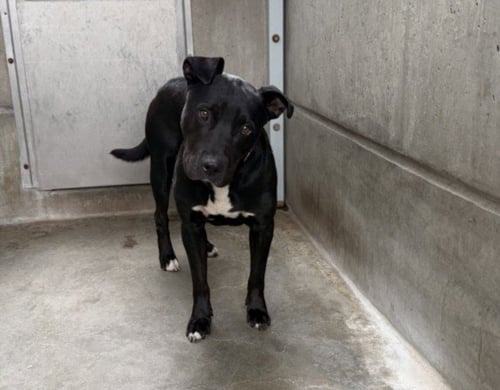 EDDIE - Labrador Retriever available for adoption